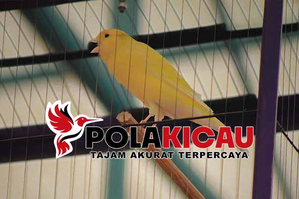 MEMILIKI KENARI LOMBA MELATIH MENTAL DAN SUARA PANJANG 2024