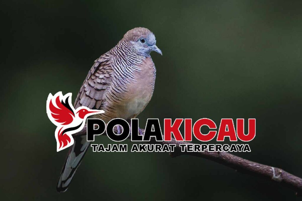 Filosofi Perkutut Katuranggan Burung Peliharaan Pangeran 