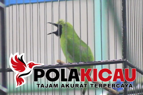 Cara Setting Burung Cucak Ijo 2024