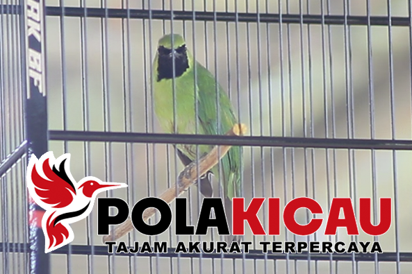 Cara Setting Burung Cucak ijo 2024