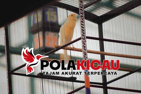 MEMILIKI KENARI LOMBA MELATIH MENTAL DAN SUARA PANJANG 2024