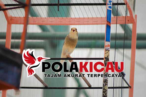 MEMILIKI KENARI LOMBA MELATIH MENTAL DAN SUARA PANJANG 2024